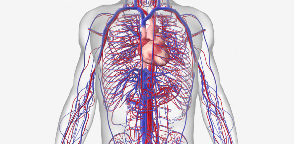 Cardiovascular System - ProProfs Quiz